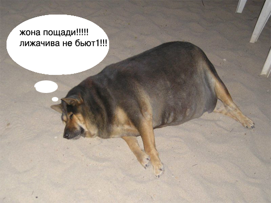 Фотожаба: О чем же думает собака?....