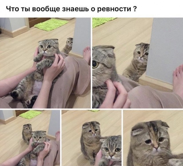 Разные котики