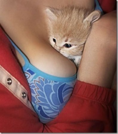 Сиськи в котовторник