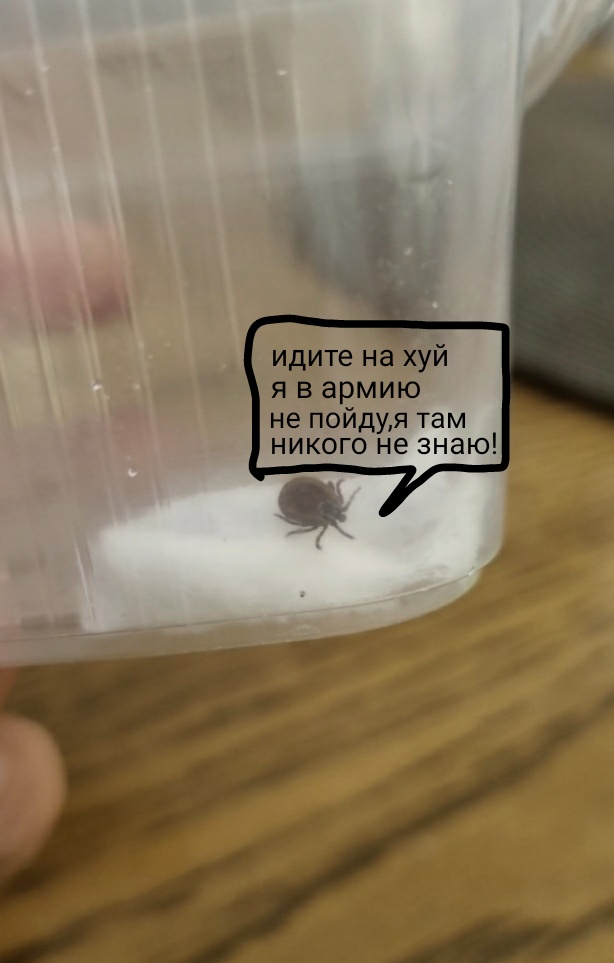 Только что вытащил клеща из головы среднего