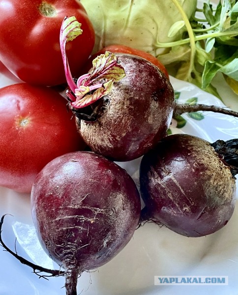 Борщ без мяса! А что? Так можно было?