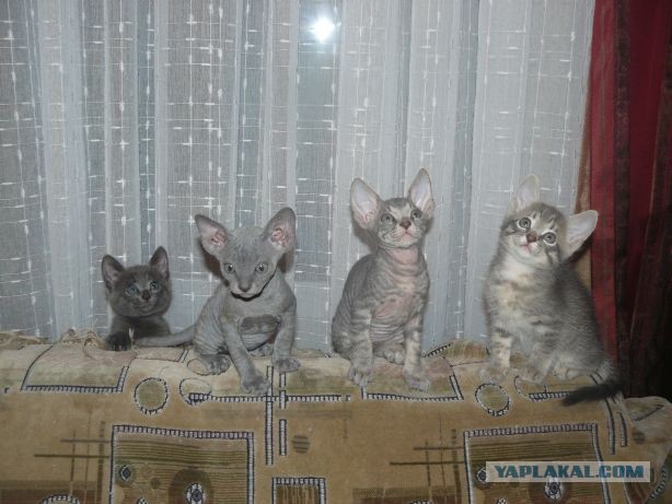 Ликбез по кошачьим породам.
