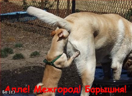 В Грозном офисы Билайна и Мегафона закидали яйцами