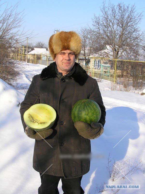 Купил Арбузик