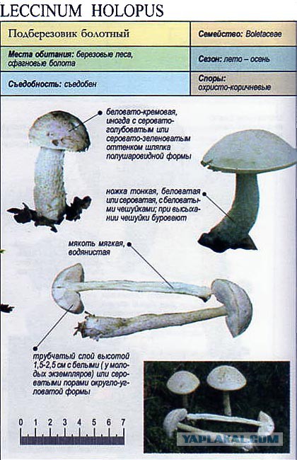 Снимали когда-нибудь такую квартиру?