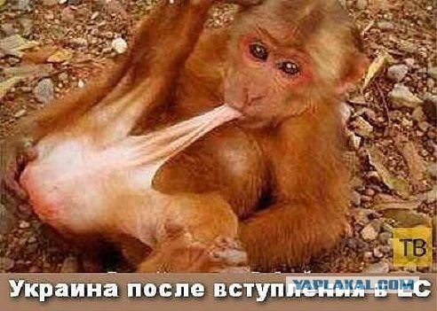 Яценюк похвастал запасом денег Украины.