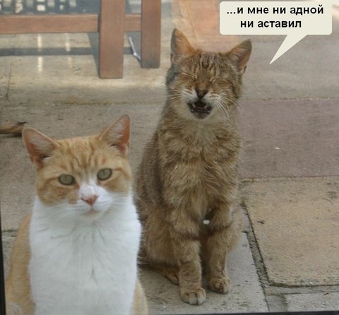 Коты, кошки, котята