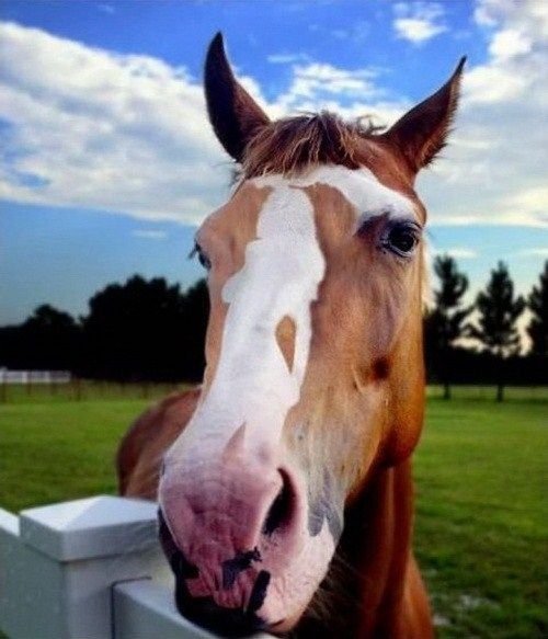 Скотинки - Животинки