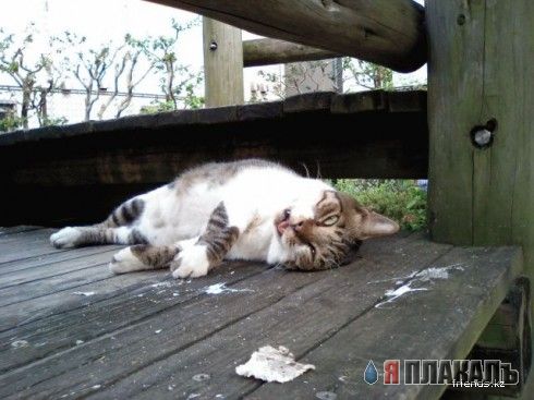 Панидельнечнае зверьйо
