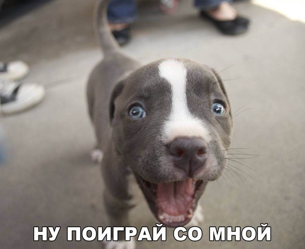 Мохнатые беспредельщики
