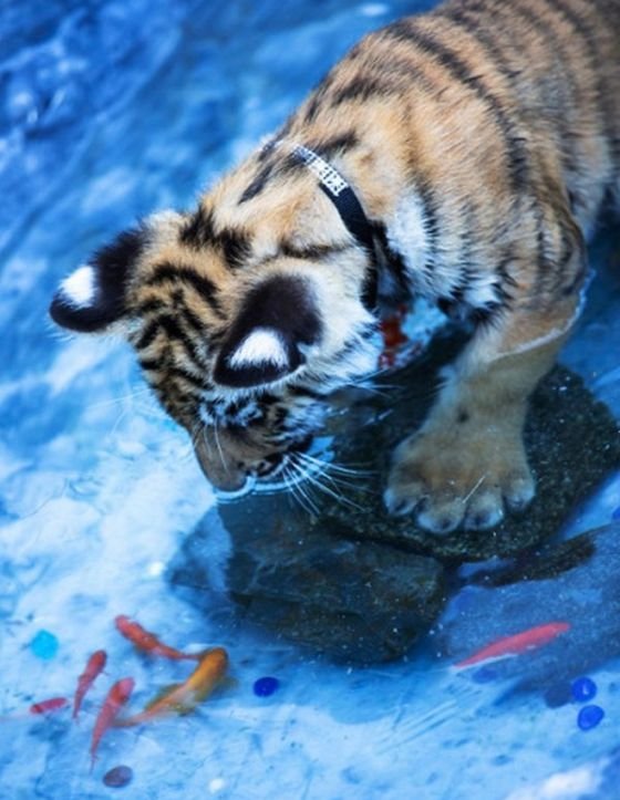 Подборка интересных и веселых картинок