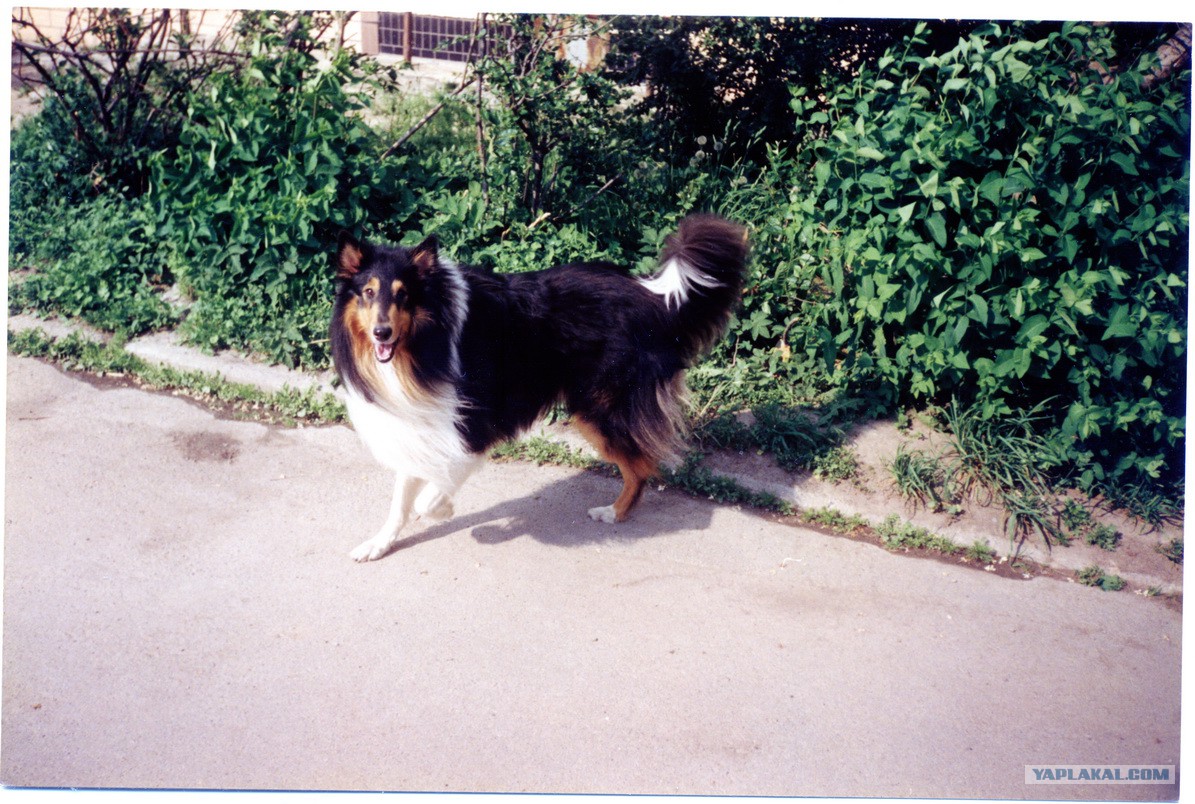 Колли воронеж. Зубы шелти. Колли щенок. Шотландская овчарка каро. Колли собака фото.