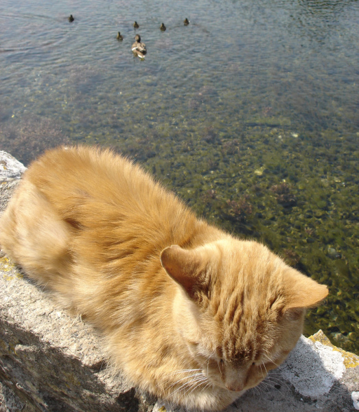 А как же котовторник?
