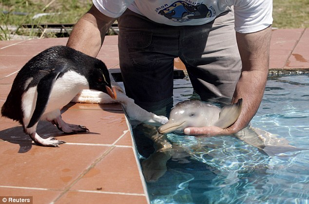 Пингвин и человек спасли дельфиненка