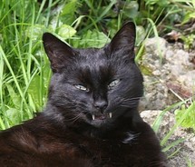Котовторник (28.02.2012)