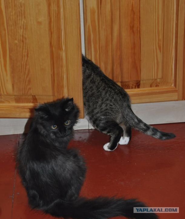 Котовторник 22.05.2012
