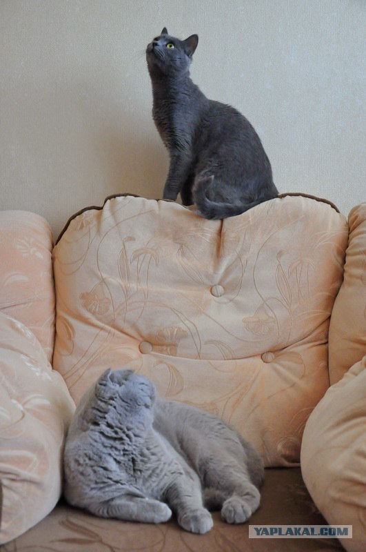 Котовторник   5.06.2012