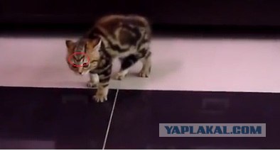 Кошак и дверь