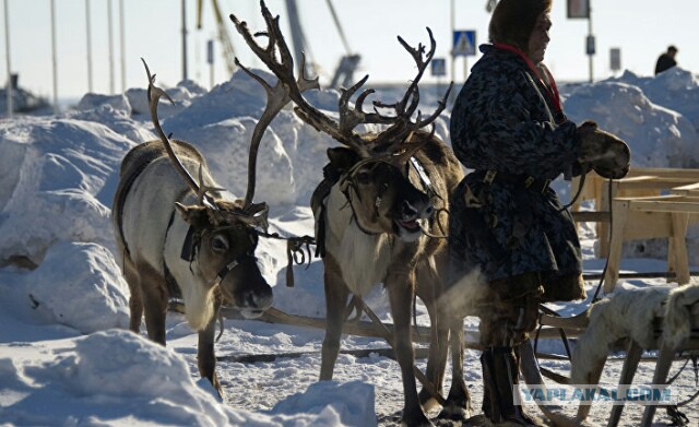 Глава Якутии издал указ, направленный на значительное  улучшение жизни  населения Арктической зоны Якутии