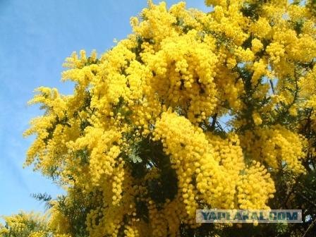 С 8 марта вас, женщины и девушки =)