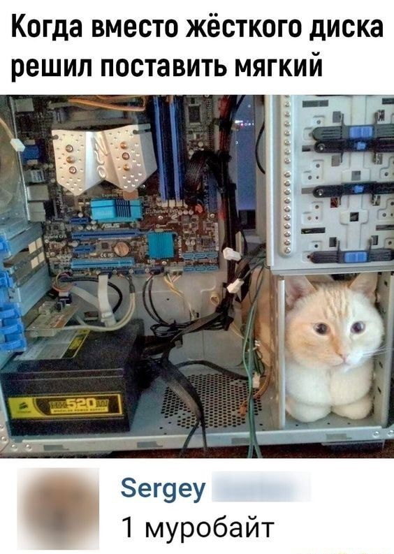 В завершение котовторника.