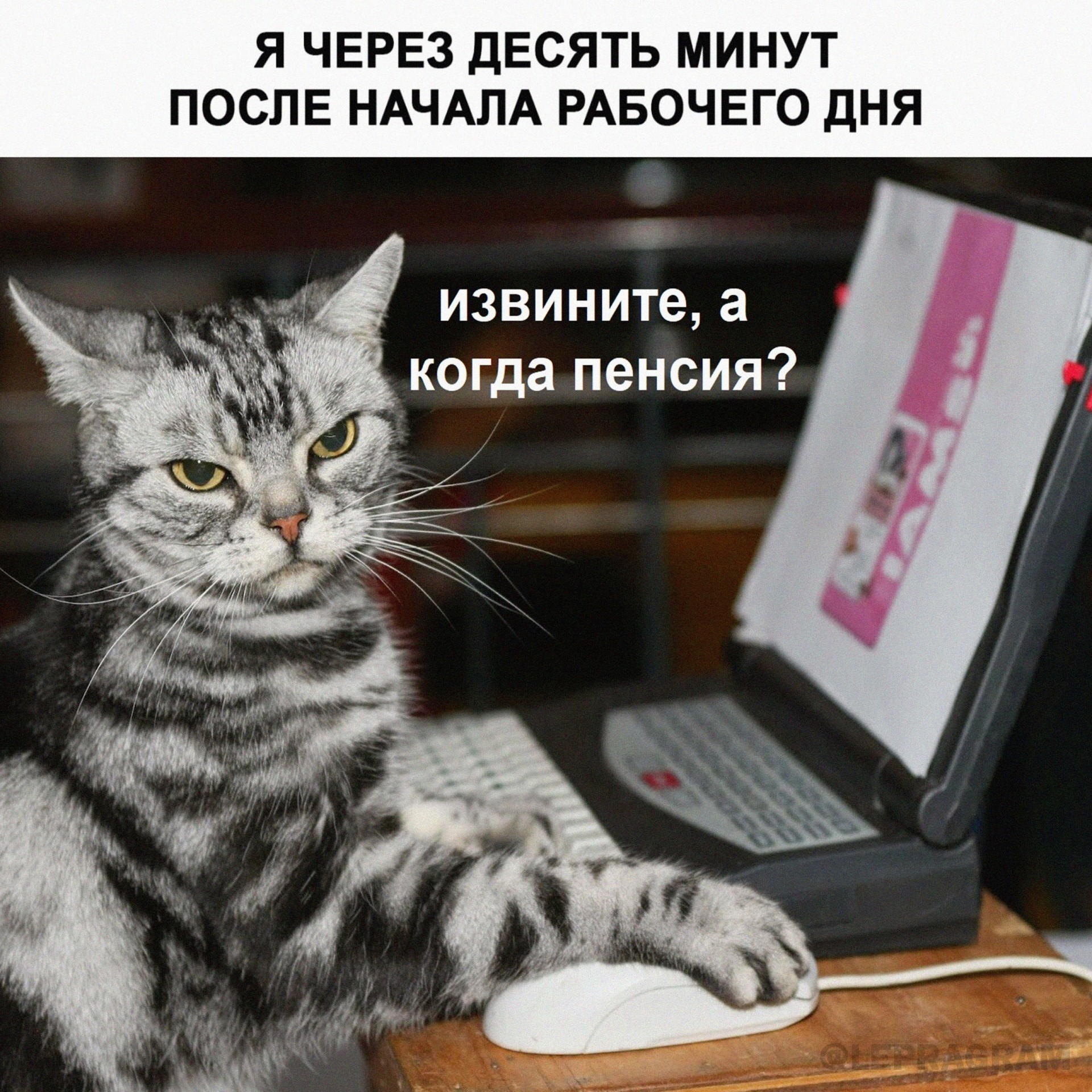 Кот с компом