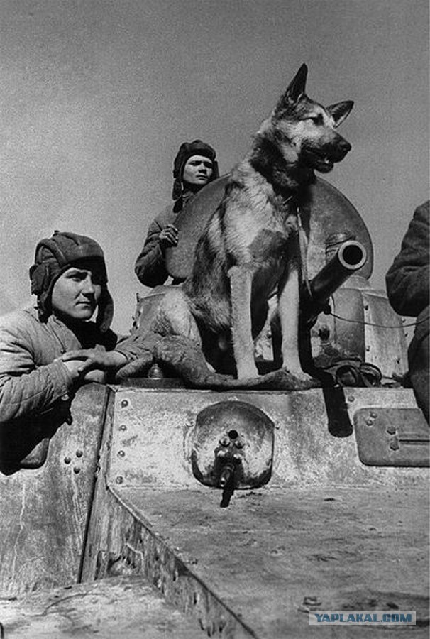 Война 1943 год