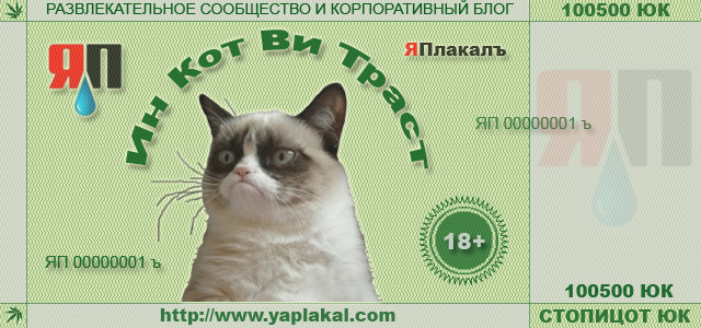 Котэ, совэ и все-все-все