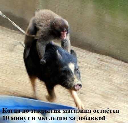 Веселое настроение в картинках (15.08.2025)