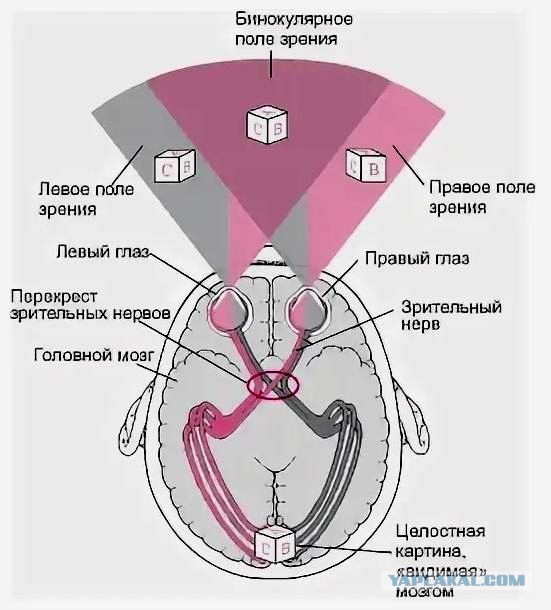 Физиология возникновения мышления для школьников.