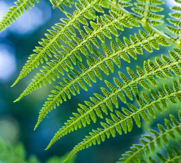 7 интересных фактов о температуре