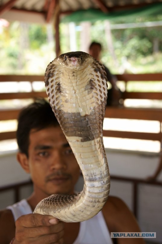 Шелковые дети под охраной гаруд