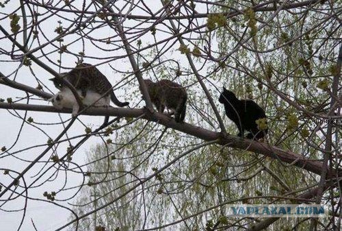 Подборка забавных и курьезных фотографий