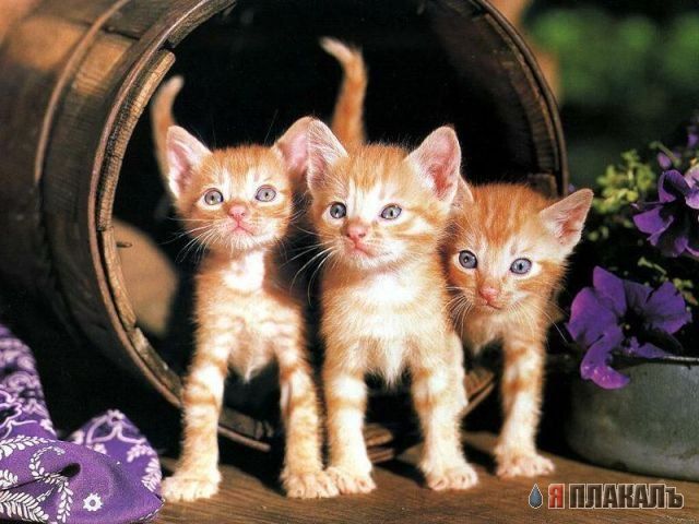 Коты, кошки, котята