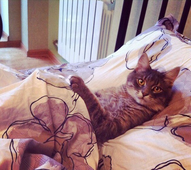 Коты из сети