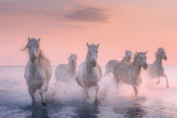 Самые смешные животные