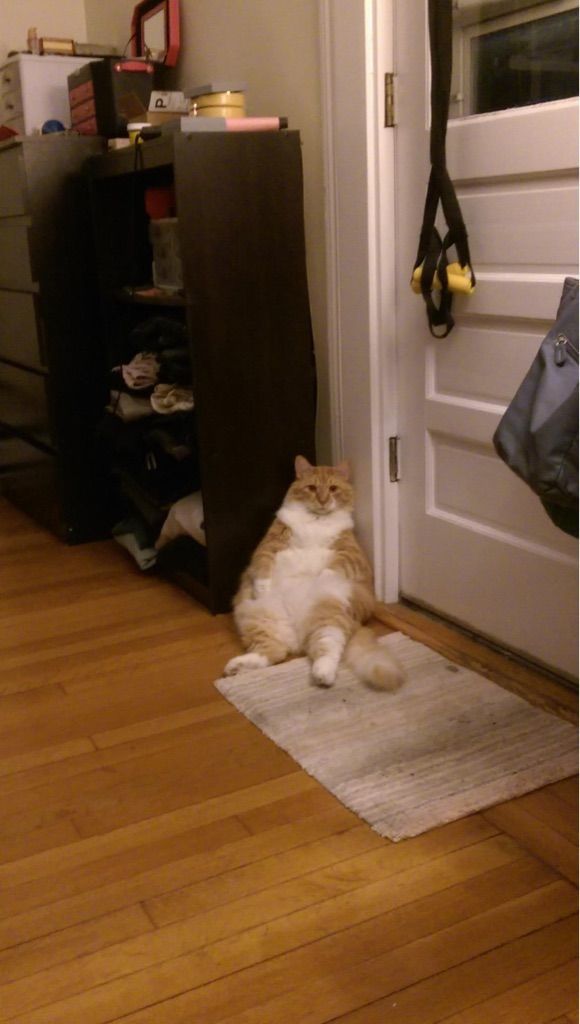 Коты и Кошки