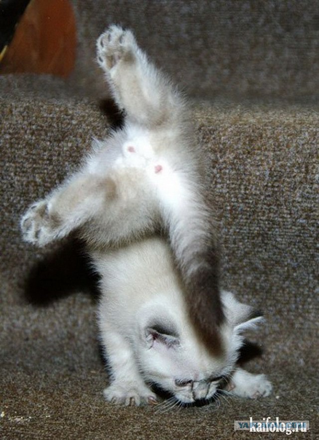 Коты и Кошки
