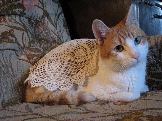 Прикольных котов пост