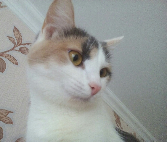 Котовторник 27.02.2018 наступил!