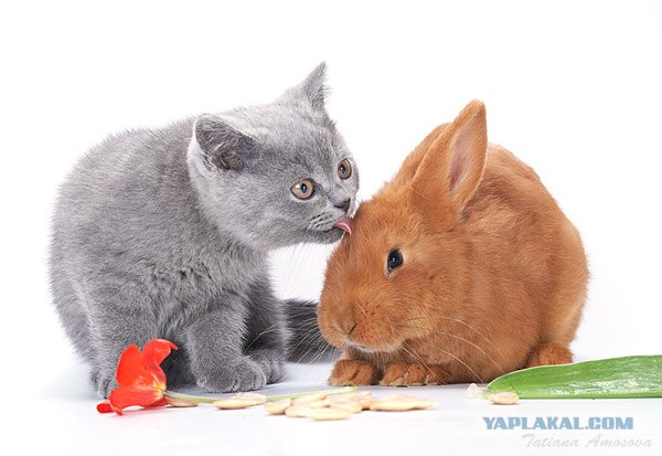 Котовторник на вторник, Котовторник