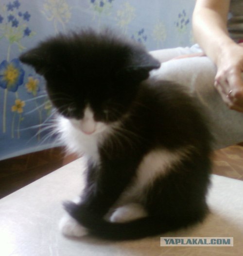 Сегодня котовторник, а котиков все нет