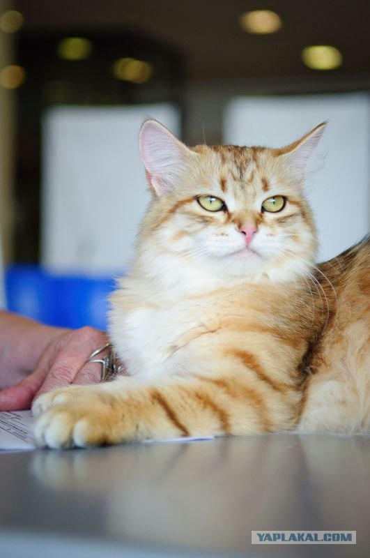 Котовторник на середину июня