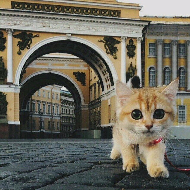 Прикольных котов пост