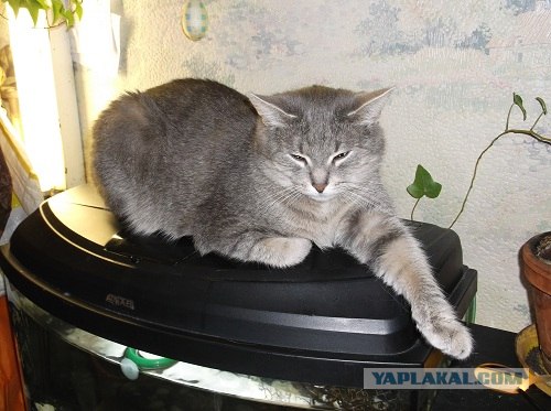 Котовторник!