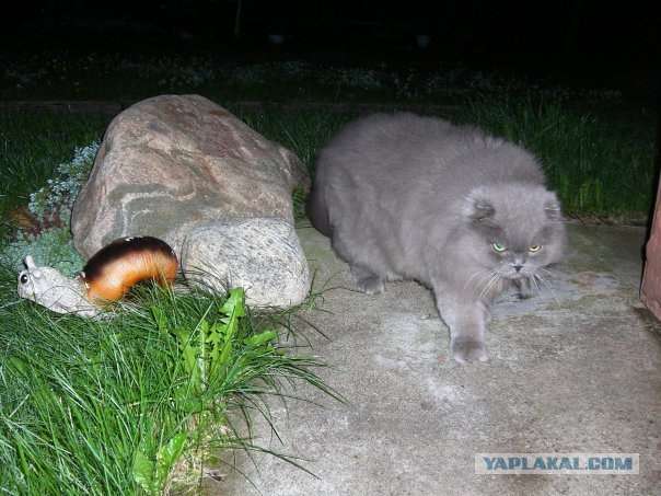 Котовторник 06.12.2011