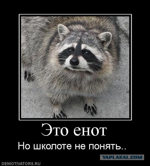 Как работают банды енотов в Монреале