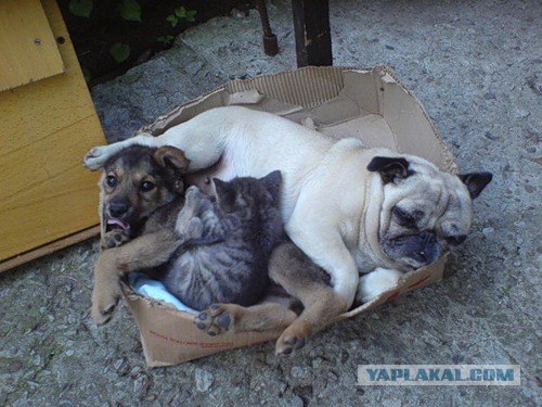 Котонянька и котовторник