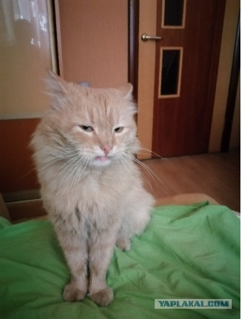 Дети притащили мелочь кошачью