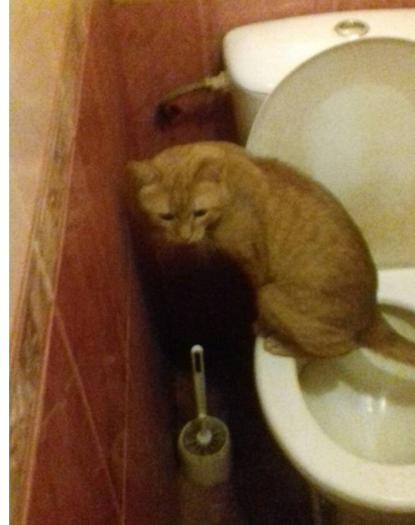 Про котов